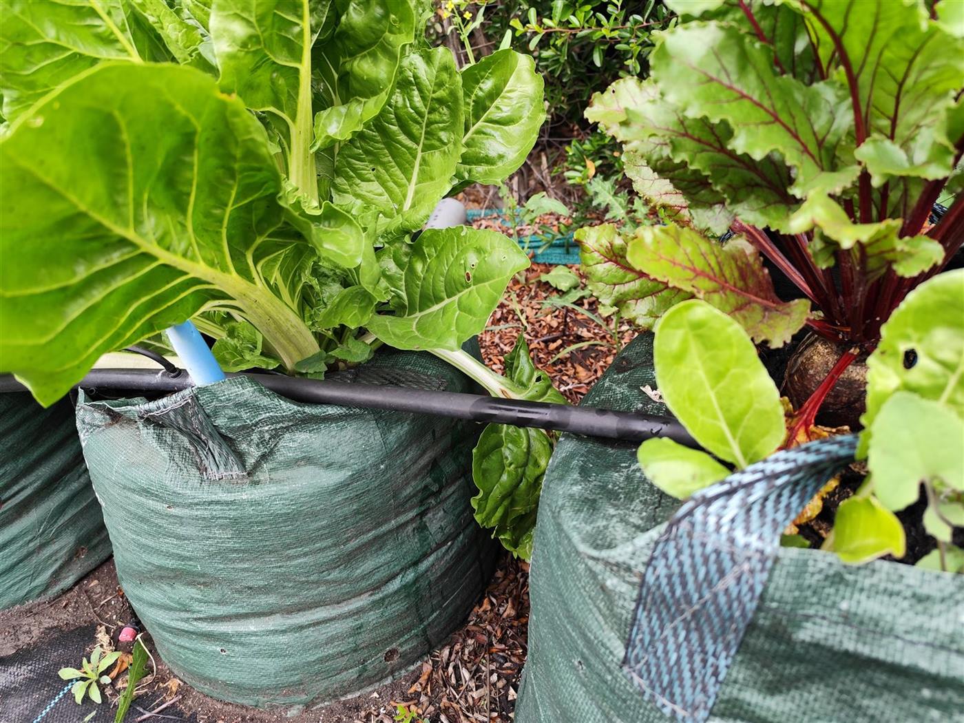 Acelga y betarraga creciendo en bolsas de cultivo con riego por goteo